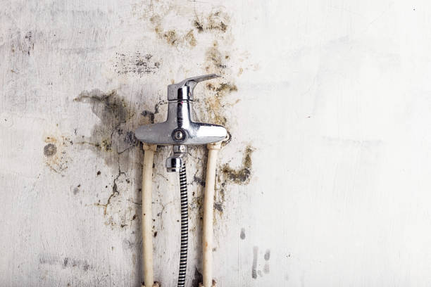 Best Certified Mold Removal  in Seneca Knolls, NY