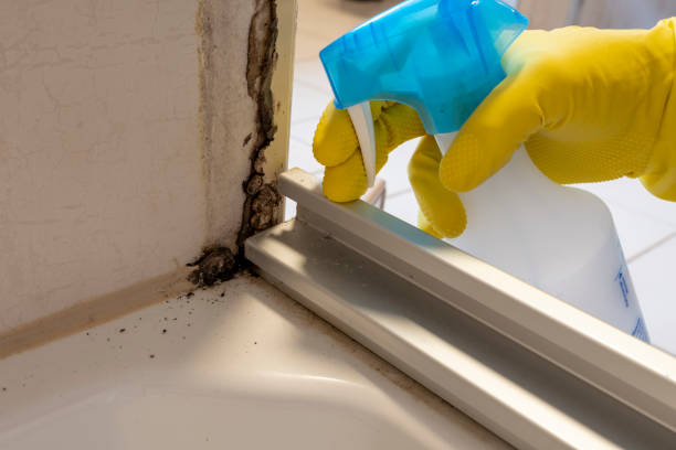 Best Mold Damage Repair  in Seneca Knolls, NY