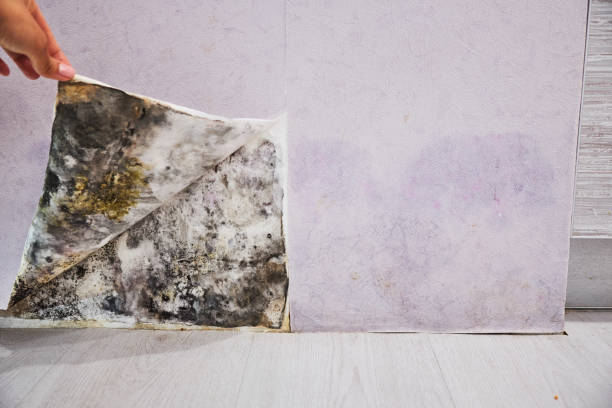 Trusted Seneca Knolls, NY Mold Removal Experts